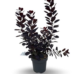 Pūkenis europinis (Lot Cotinus cogg.) 'Royal Purple' C12 100-125 CM - nuotrauka 2