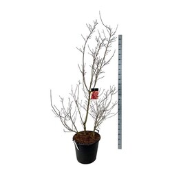 Pūkenis europinis (Lot Cotinus cogg.) 'Royal Purple' C55 200-225 CM EXTRA - nuotrauka 1