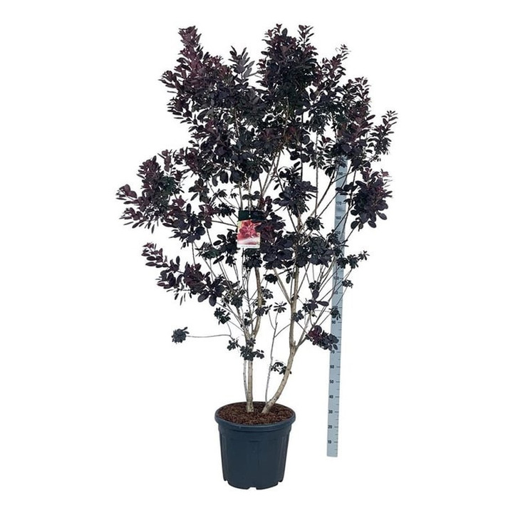 Pūkenis europinis (Lot Cotinus cogg.) 'Royal Purple' C55 200-225 CM EXTRA