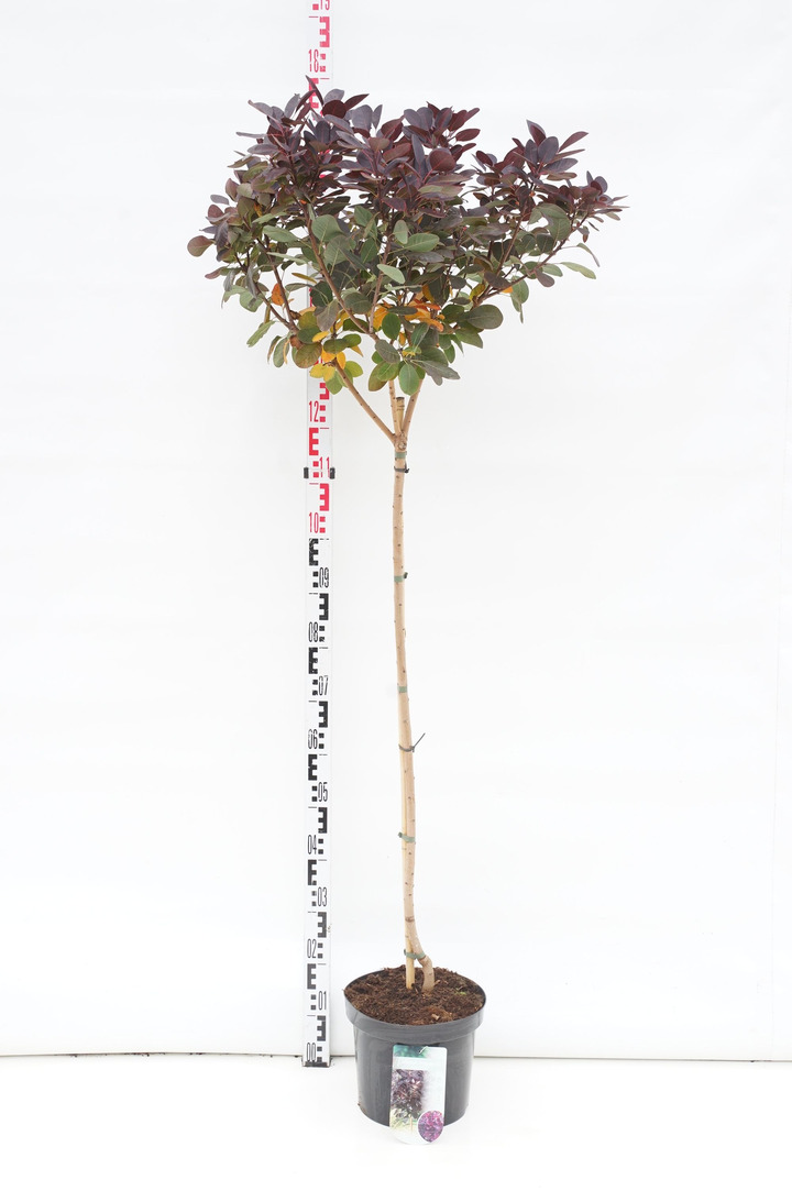 Pūkenis europinis (Lot Cotinus cogg.) 'Royal Purple' C7,5/P26 STIEBAS 80 CM
