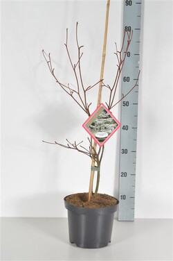 Sedula grakščioji (Lot Cornus contr.) 'Variegata' C4/P21 30-40 CM