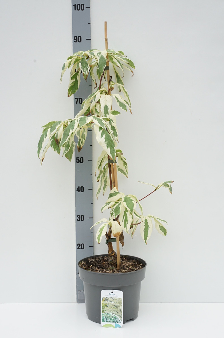 Sedula grakščioji (Lot Cornus contr.) 'Variegata' C5/P23 50-60 CM