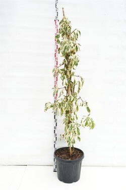 Sedula grakščioji (Lot Cornus contr.) 'Variegata' C30 125-150 CM