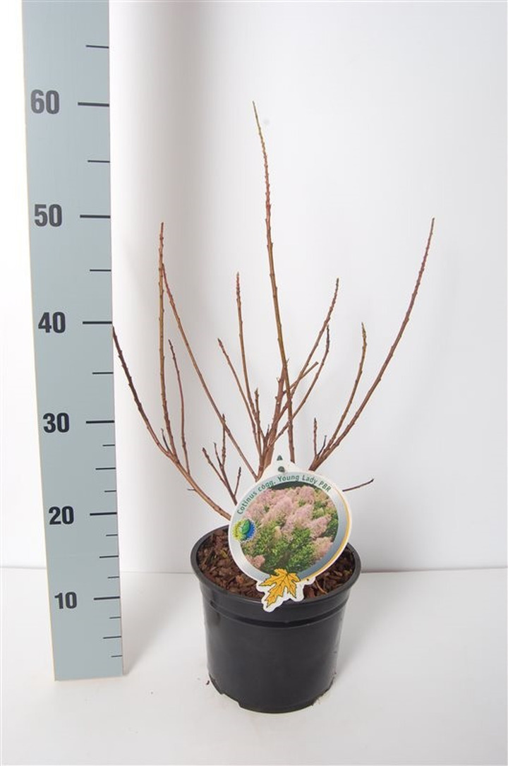 Pūkenis europinis (Lot Cotinus cogg.) 'Young Lady' C3/P19 30-40 CM | PŪKENIAI | KRŪMAI