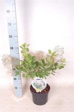 Pūkenis europinis (Lot Cotinus cogg.) 'Young Lady' C3/P19 30-40 CM - nuotrauka 2
