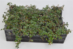 Kaulenis damerio (Lot Cotoneaster dammeri)  P9 JAUNI AUGALAI - nuotrauka 1