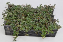 Kaulenis damerio (Lot Cotoneaster dammeri)  P9 JAUNI AUGALAI - nuotrauka 1