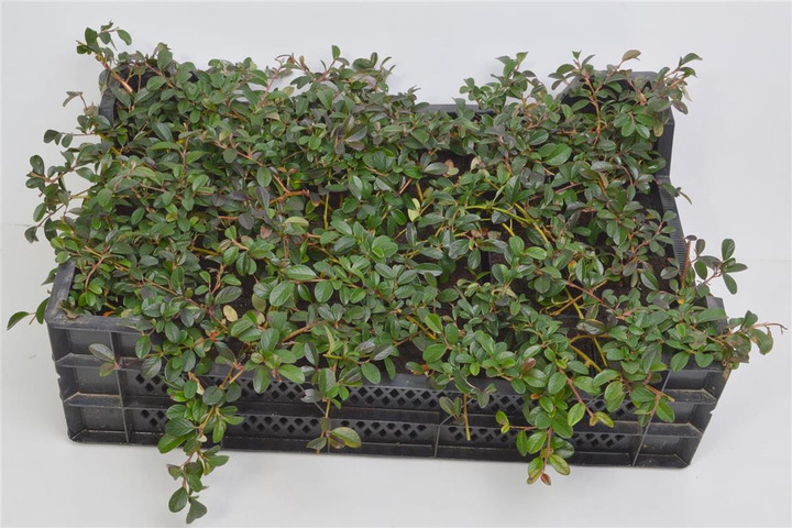 Kaulenis Damerio (Lot Cotoneaster dammeri) P9 | KAULENIAI | KRŪMAI