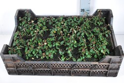 Kaulenis damerio (Lot Cotoneaster dammeri)  P9 JAUNI AUGALAI - nuotrauka 2