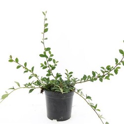 Kaulenis damerio (Lot Cotoneaster dammeri)  C1,5/P15