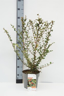 Kaulenis lenktašakis  (Lot Cotoneaster dielsianus)  C4/P21 50-60 CM