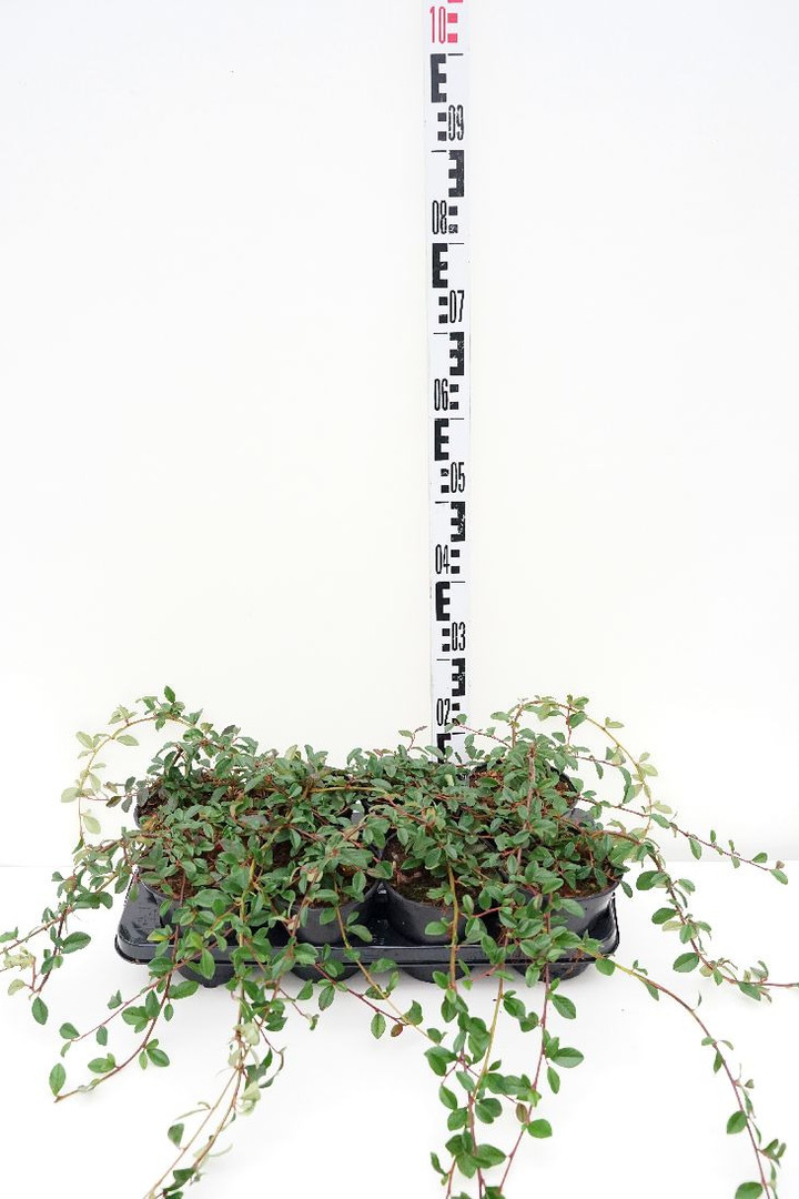 Kaulenis damerio (Lot Cotoneaster dam.) 'Major' C1/P13