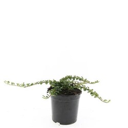 Kaulenis damerio (Lot Cotoneaster dam.) 'Mooncreeper' C1,5/P15