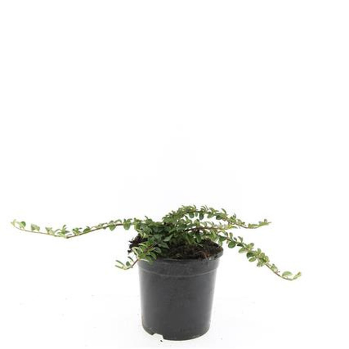 Kaulenis damerio (Lot Cotoneaster dam.) 'Mooncreeper' C1,5/P15