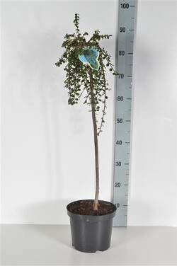 Kaulenis damerio (Lot Cotoneaster dam.) 'Winter Jewel' C4/P21 STIEBAS 60 CM - nuotrauka 2