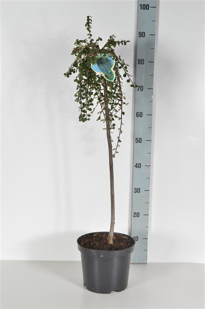 Kaulenis damerio (Lot Cotoneaster dam.) 'Winter Jewel' C4/P21 STIEBAS 60 CM