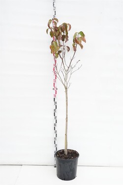 Sedula gausiažiedė (Lot Cornus florida)  C18 STIEBAS 100 CM
