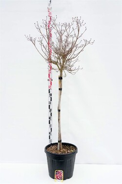 Sedula gausiažiedė (Lot Cornus florida) HALF STANDARD C30