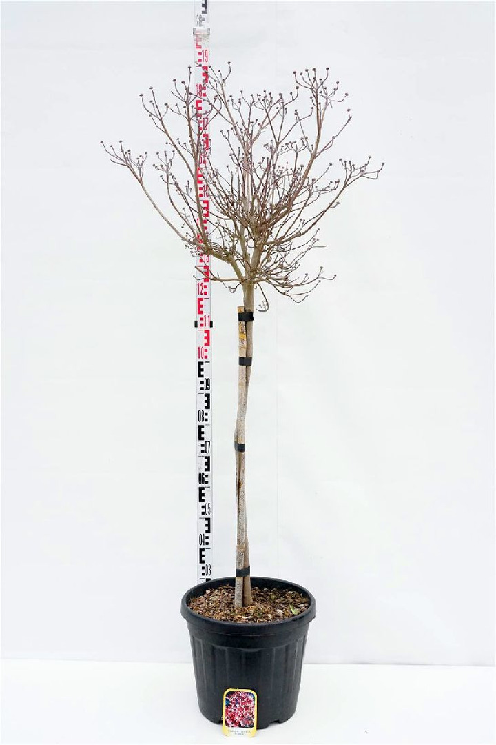 Sedula gausiažiedė (Lot Cornus florida) HALF STANDARD C30
