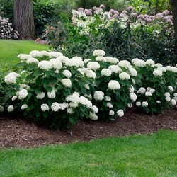 Hortenzija Šviesioji (Lot Hydrangea Arborescens) 'ANNABELLE' C5 50-70CM - nuotrauka 3