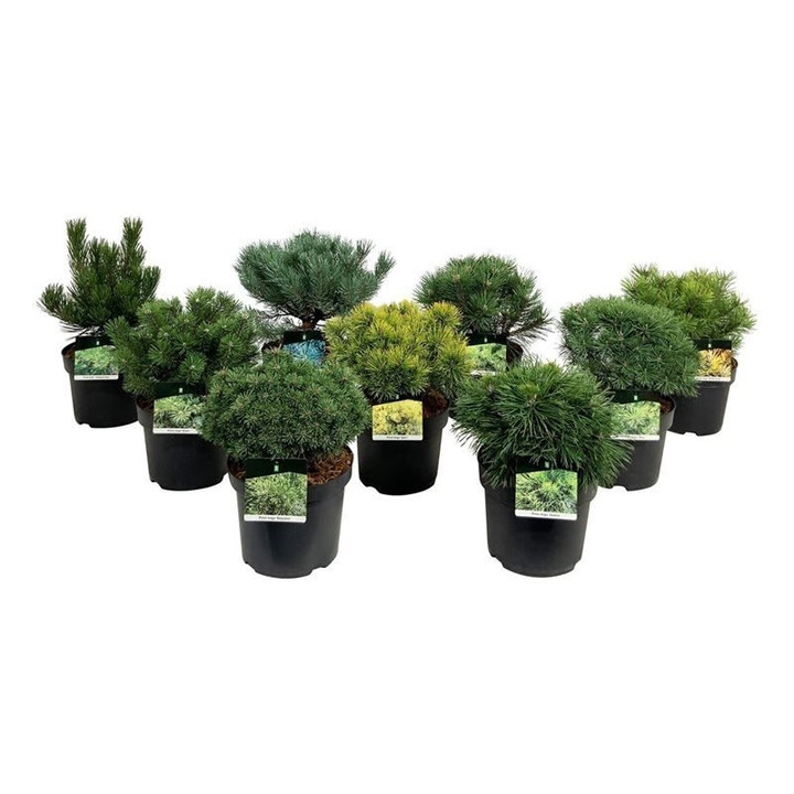 Spygliuočiai MIX (Lot Conifers in)  C7,5/P26 30-35 CM