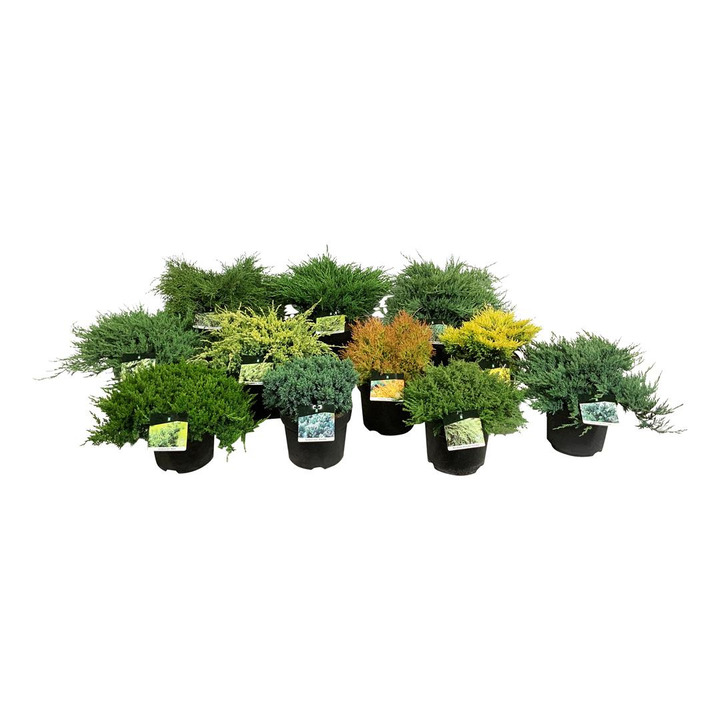 Spygliuočiai MIX (Lot Conifers in)  C7,5/P26 30-40 CM