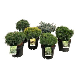 Spygliuočiai MIX (Lot Conifers in)  C15 40-50 CM