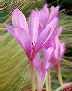 Vėlyvis (Lot Colchicum) 'The Giant' SVOGUNĖLIAI 10 VNT