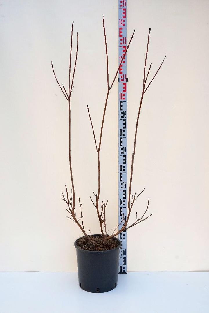 Pūkenis (Lot Cotinus) 'Grace' C10 80-100 CM | PŪKENIAI | KRŪMAI