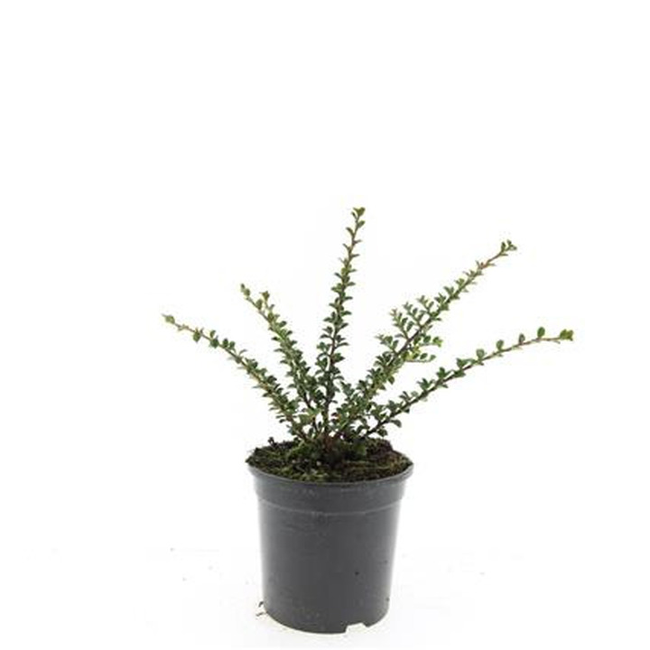 Kaulenis gulsčiasis (Lot Cotoneaster horizontalis)  C1,5/P15