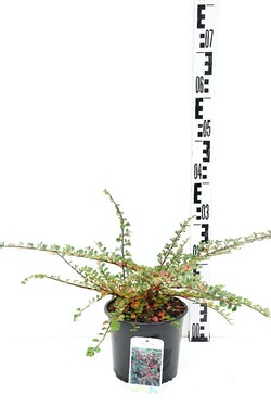 Kaulenis gulsčiasis (Lot Cotoneaster horizontalis)  C3/P19 25-30 CM