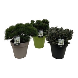 Spygliuočiai MIX (Lot Conifers in)  C45
