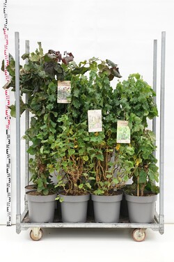 Lapuočiai MIX (Lot Corylus in)  2x5 'Red Majestic' & 'Twister' & 1x6 'Contorta' C12 60-80 CM