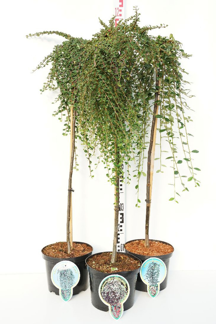Kaulenis MIX (Lot Cotoneaster in) C5/P23 STIEBAS 80 CM | KAULENIAI | KRŪMAI