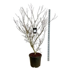 Sedula japoninė (Lot Cornus kousa) 'Cappuccino' C55 150-175CM EXTRA - nuotrauka 1