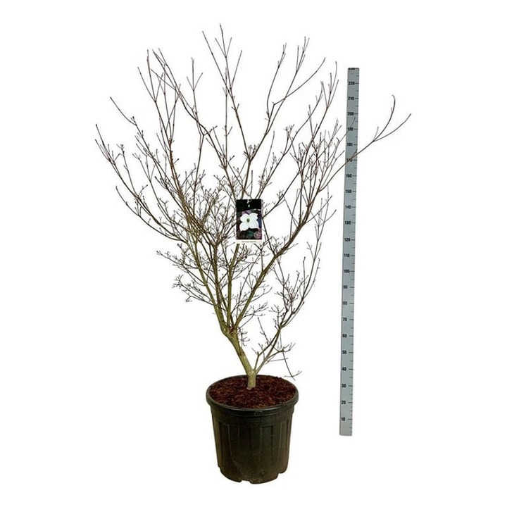 Sedula japoninė (Lot Cornus kousa) 'Cappuccino' C55 150-175CM EXTRA
