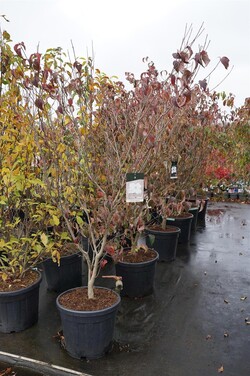 Sedula japoninė (Lot Cornus kousa) 'Cappuccino' C55 150-175CM EXTRA - nuotrauka 2