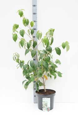 Sedula japoninė (Lot Cornus kousa) 'China Girl' C7,5/P26 60-80 CM