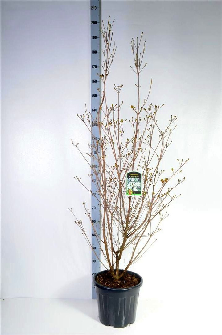 Sedula japoninė (Lot Cornus kousa) 'China Girl' C18 125-150 CM | SEDULOS | VAISMEDŽIAI - VAISKRŪMIAI