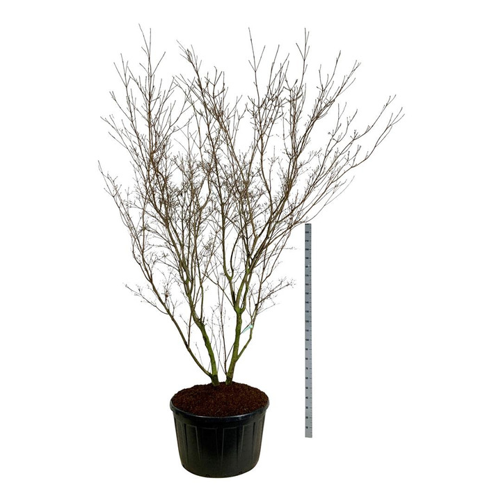 Sedula japoninė (Lot Cornus kousa) 'China Girl' C285 250-300 CM SOL | SEDULOS | VAISMEDŽIAI - VAISKRŪMIAI