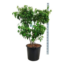 Sedula japoninė (Lot Cornus kousa) 'China Girl' C55 100-125CM EXTRA - nuotrauka 2