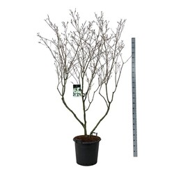 Sedula japoninė (Lot Cornus kousa) 'China Girl' C55 200-225 CM EXTRA