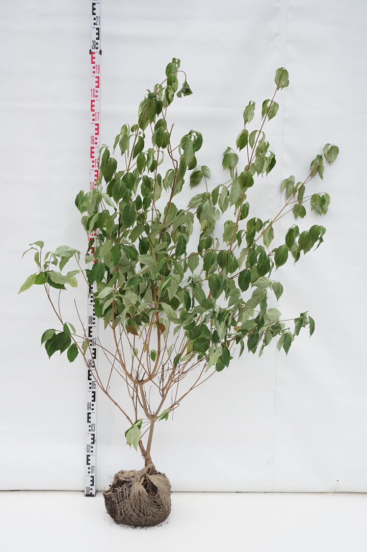 Sedula japoninė (Lot Cornus kousa) 'China Girl' 100-125 CM RB