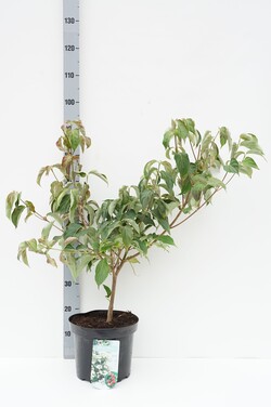 Sedula japoninė (Lot Cornus kousa)  C7,5/P26 60-80 CM