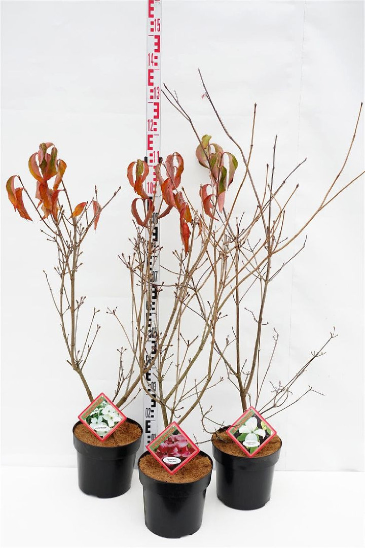 Sedula japoninė MIX (Lot Cornus kousa)  3x5 kousa 'Milky Way', 'Satomi' & ' Wiering's Select' C6,5/P24 80-100 CM