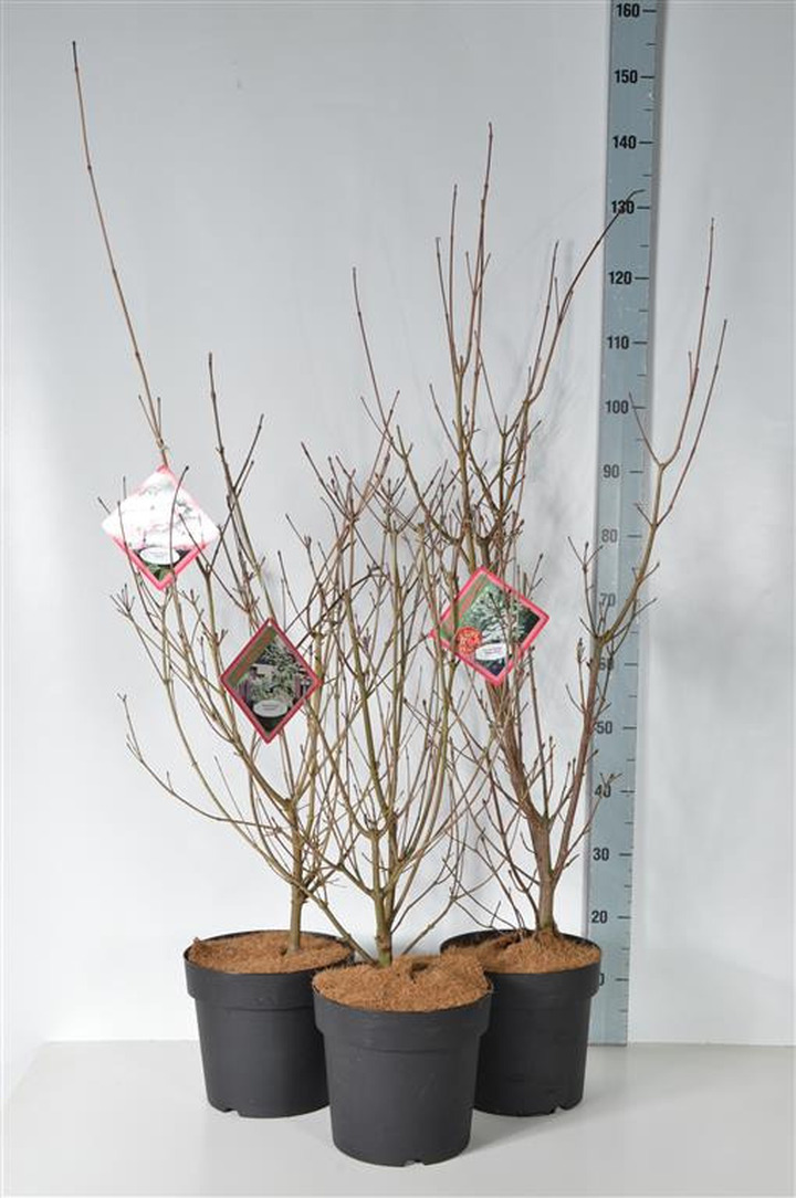 Sedula japoninė MIX (Lot Cornus kousa)  3x5 kousa 'Milky Way', 'Satomi' & ' Wiering's Select' C6,5/P24 80-100 CM