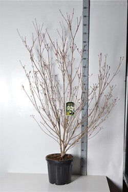 Sedula japoninė (Lot Cornus kousa) 'Milky Way' C18 125-150 CM