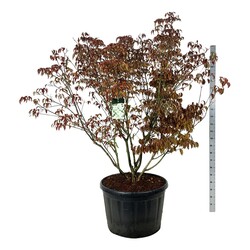 Sedula japoninė (Lot Cornus kousa) 'Milky Way' C230 175-200 SOL