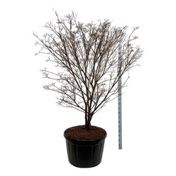 Sedula japoninė (Lot Cornus kousa) 'Milky Way' C230 200-225 CM SOL | SEDULOS | VAISMEDŽIAI - VAISKRŪMIAI