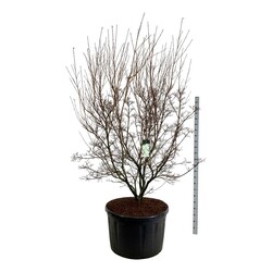 Sedula japoninė (Lot Cornus kousa) 'Milky Way' C285 225-250 CM SOL | SEDULOS | VAISMEDŽIAI - VAISKRŪMIAI